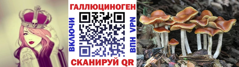 Галлюциногенные грибы Magic Shrooms  Купить где  Зеленоградск 